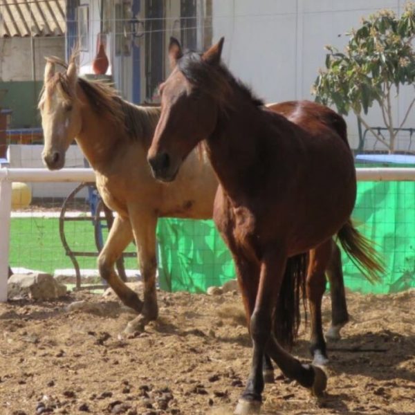 ריפוי ממוקד להעלאת הגיל הרגשי והפיננסי