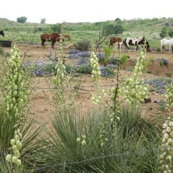 The herd of horses and the social network